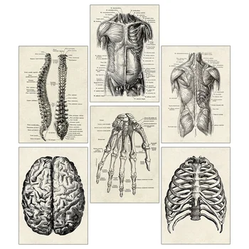 6 Шт. Плакат с анатомией человека, Украшение для дома, Анатомическое обучение в стиле Ретро